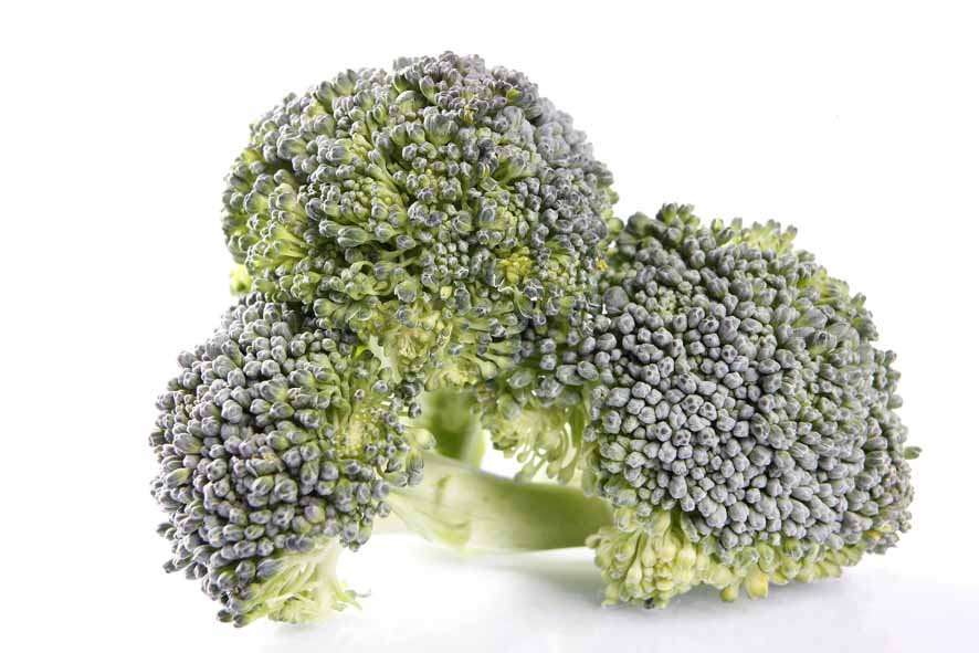 IQF frozen broccoli