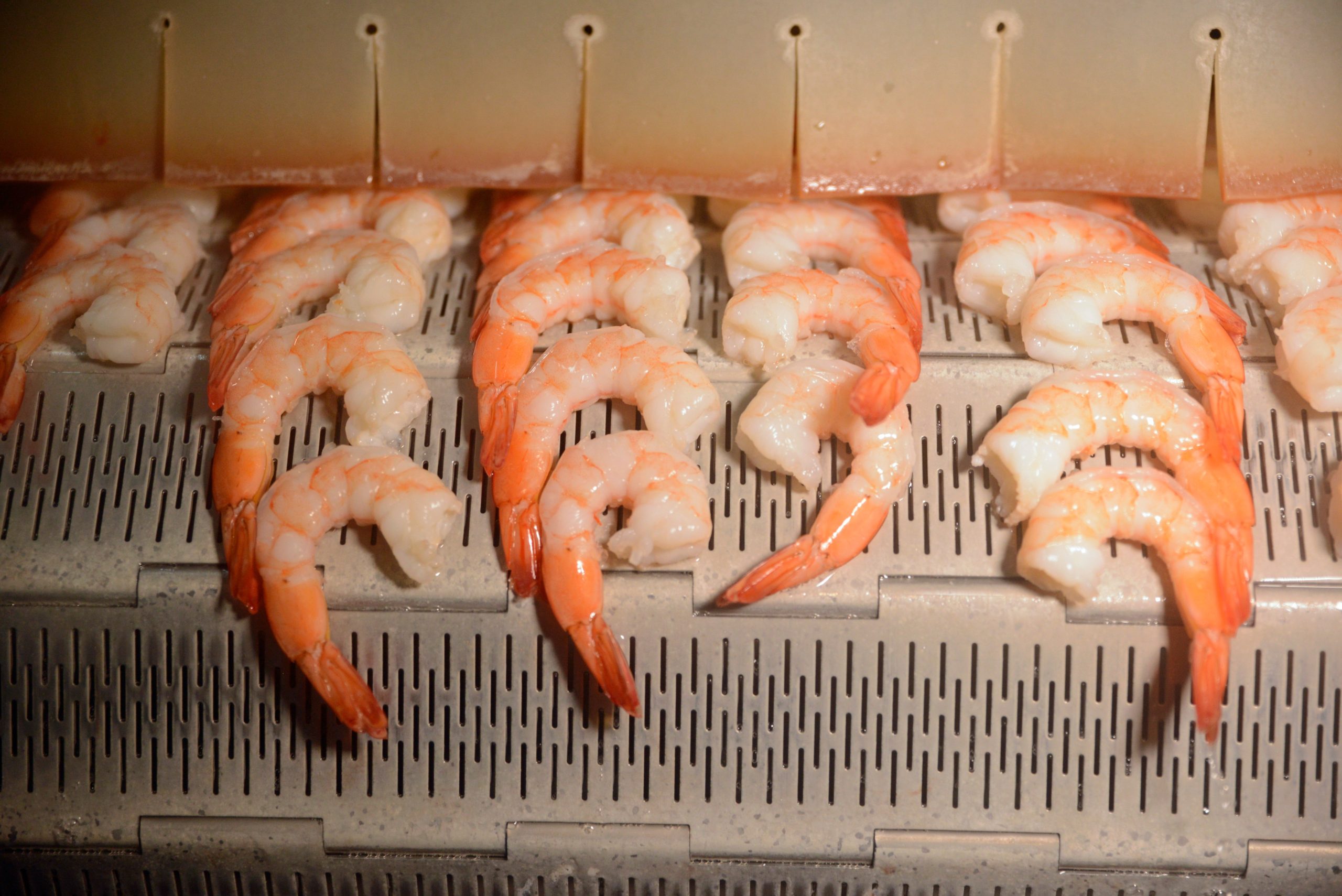 cooked shrimp on belt